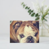 Carte Postale coup d'oeil puant de bouledogue (Debout devant)