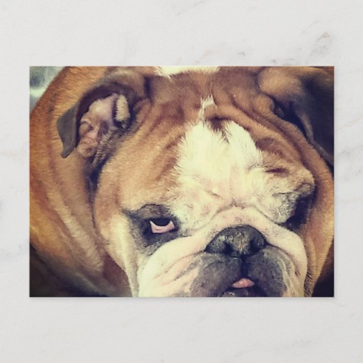 Carte Postale coup d'oeil puant de bouledogue (Devant)