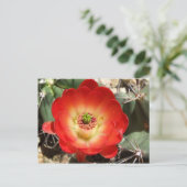 Carte Postale Coupe Claret Cactus Blossom (Debout devant)