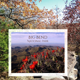 Carte Postale Coupe Claret Lumineuse Fleurs, Big Bend NP, TX