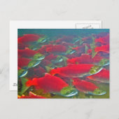 Carte Postale Coupe de frai Saumon Sockeye (Devant / Derrière)