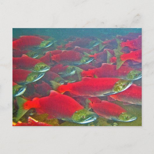 Carte Postale Coupe de frai Saumon Sockeye (Devant)