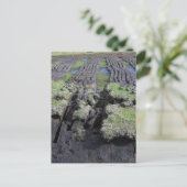 Carte Postale Coupe De Tourbe En Irlande (Debout devant)