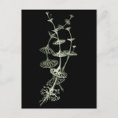 Carte Postale Coupe Lichen (Devant)