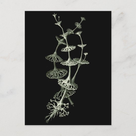 Carte Postale Coupe Lichen (Devant)