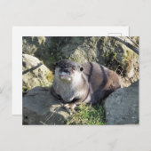 CARTE POSTALE COUPER OTTER (Devant / Derrière)