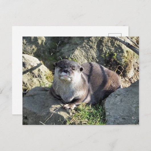 CARTE POSTALE COUPER OTTER (Devant / Derrière)
