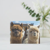 Carte Postale Couple blanc et reddish Brown (Debout devant)