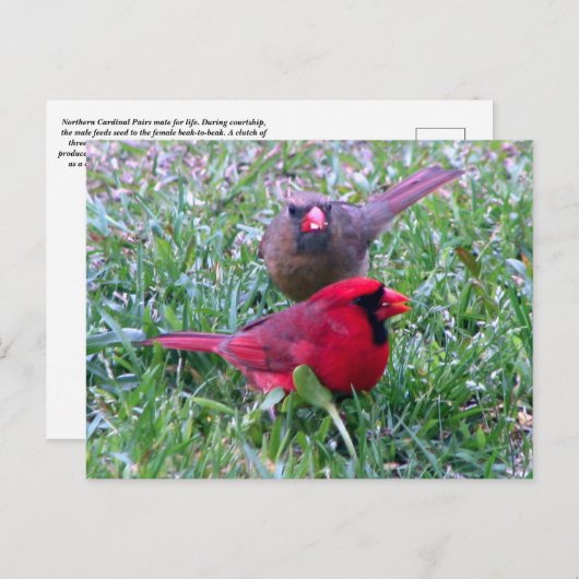 Carte postale Couple Cardinal Nord (Devant / Derrière)