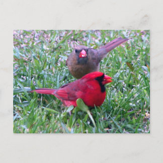 Carte postale Couple Cardinal Nord
