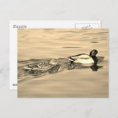 Carte Postale Couple de canards colverts (Devant / Derrière)