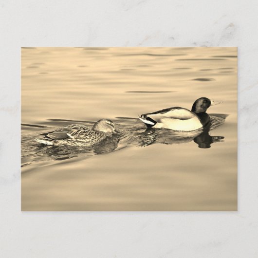 Carte Postale Couple de canards colverts (Devant)