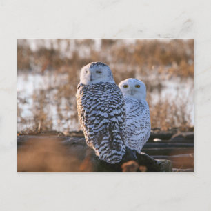 Carte Postale Couple de Chouette Neige