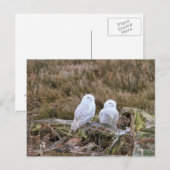 Carte Postale Couple de Chouette Neige (Devant / Derrière)