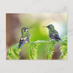 Carte Postale Couple de colibri sur la feuille