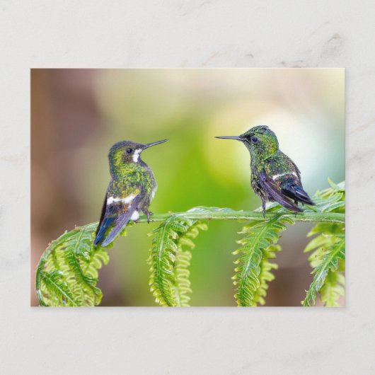 Carte Postale Couple de colibri sur la feuille (Devant)