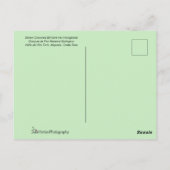 Carte Postale Couple de colibri volant côte à côte (Dos)