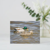 Carte Postale Couple de colverts (Debout devant)