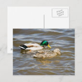 Carte Postale Couple de colverts (Devant / Derrière)