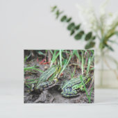 Carte Postale Couple de grenouille (Debout devant)