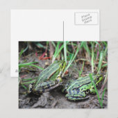 Carte Postale Couple de grenouille (Devant / Derrière)