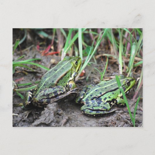 Carte Postale Couple de grenouille (Devant)