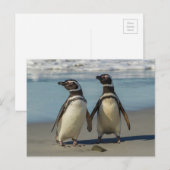 Carte Postale Couple de manchots sur la plage (Devant / Derrière)