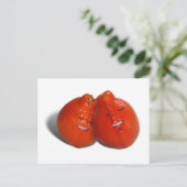 Carte Postale Couple de mandarines (Debout devant)