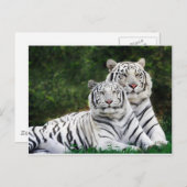 Carte Postale couple de tigres (Devant / Derrière)