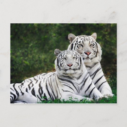Carte Postale couple de tigres (Devant)