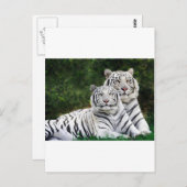 Carte Postale couple de tigres (Devant / Derrière)