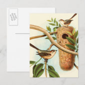Carte Postale Couple d'oiseaux sur un nid perché sur une branche (Devant / Derrière)