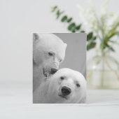Carte Postale Couple d'ours polaires (Debout devant)