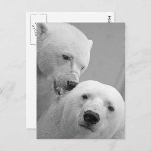 Carte Postale Couple d'ours polaires (Devant / Derrière)