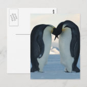 Carte Postale Courage de l'empereur Penguin (Devant / Derrière)