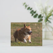 Carte Postale Courant Corgi (Debout devant)