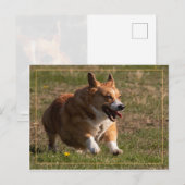 Carte Postale Courant Corgi (Devant / Derrière)