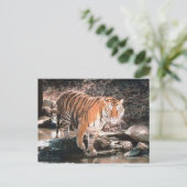 Carte Postale Courant de passage du tigre (Debout devant)
