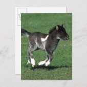 Carte Postale Courant de poulain miniature (Devant / Derrière)