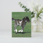Carte Postale Courant de poulain miniature (Debout devant)
