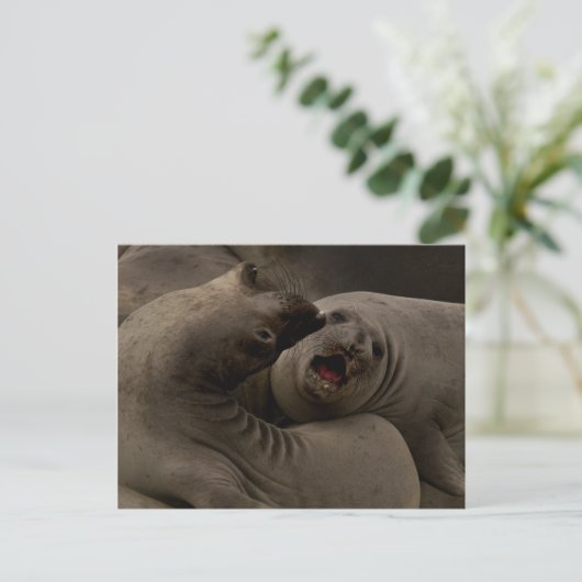 Carte postale Courbe E-Seals (Debout devant)