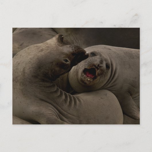 Carte postale Courbe E-Seals (Devant)