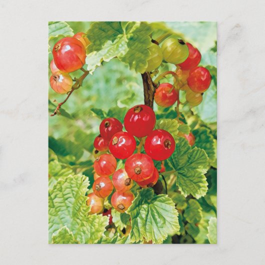 Carte postale Courbe rouge Berries (Devant)