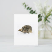 Carte Postale Courez Avec Le Loup (Debout devant)