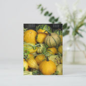 Carte postale - Courge d'été (Debout devant)
