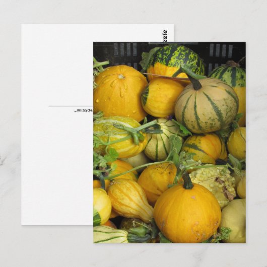 Carte postale - Courge d'été (Devant / Derrière)