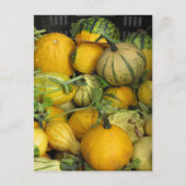 Carte postale - Courge d'été (Devant)