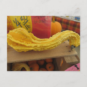 Carte Postale Courge nouée