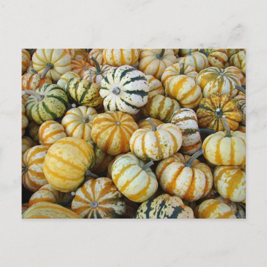 Carte Postale Courges d'automne orange et vertes (Devant)
