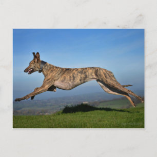 Carte Postale Courir Brindled Lurcher Greyhound Cross